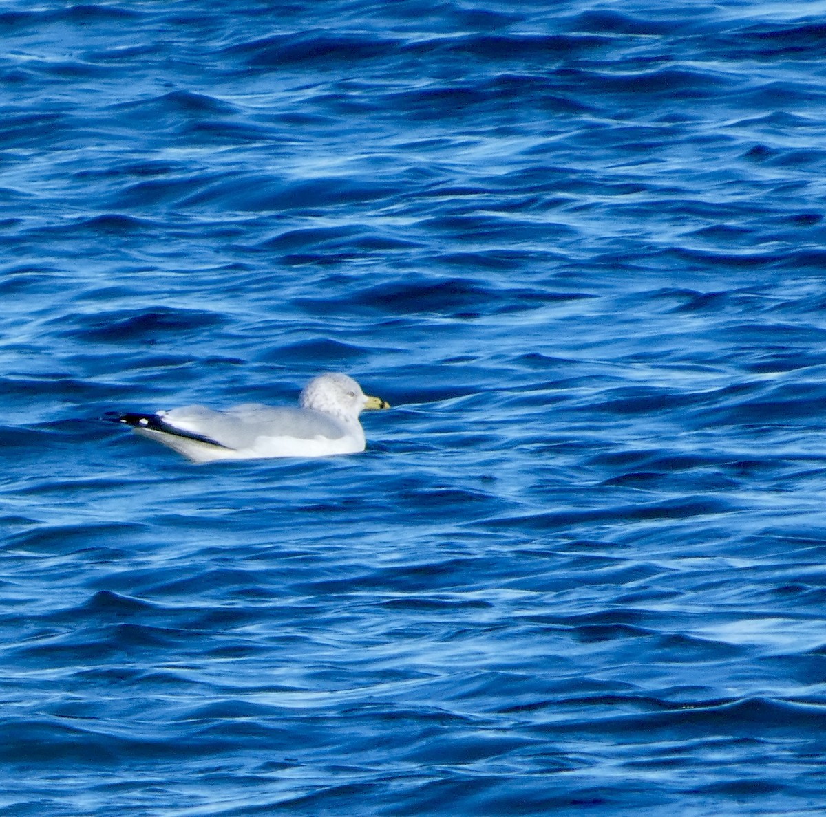 Ring-billed Gull - ML646031801