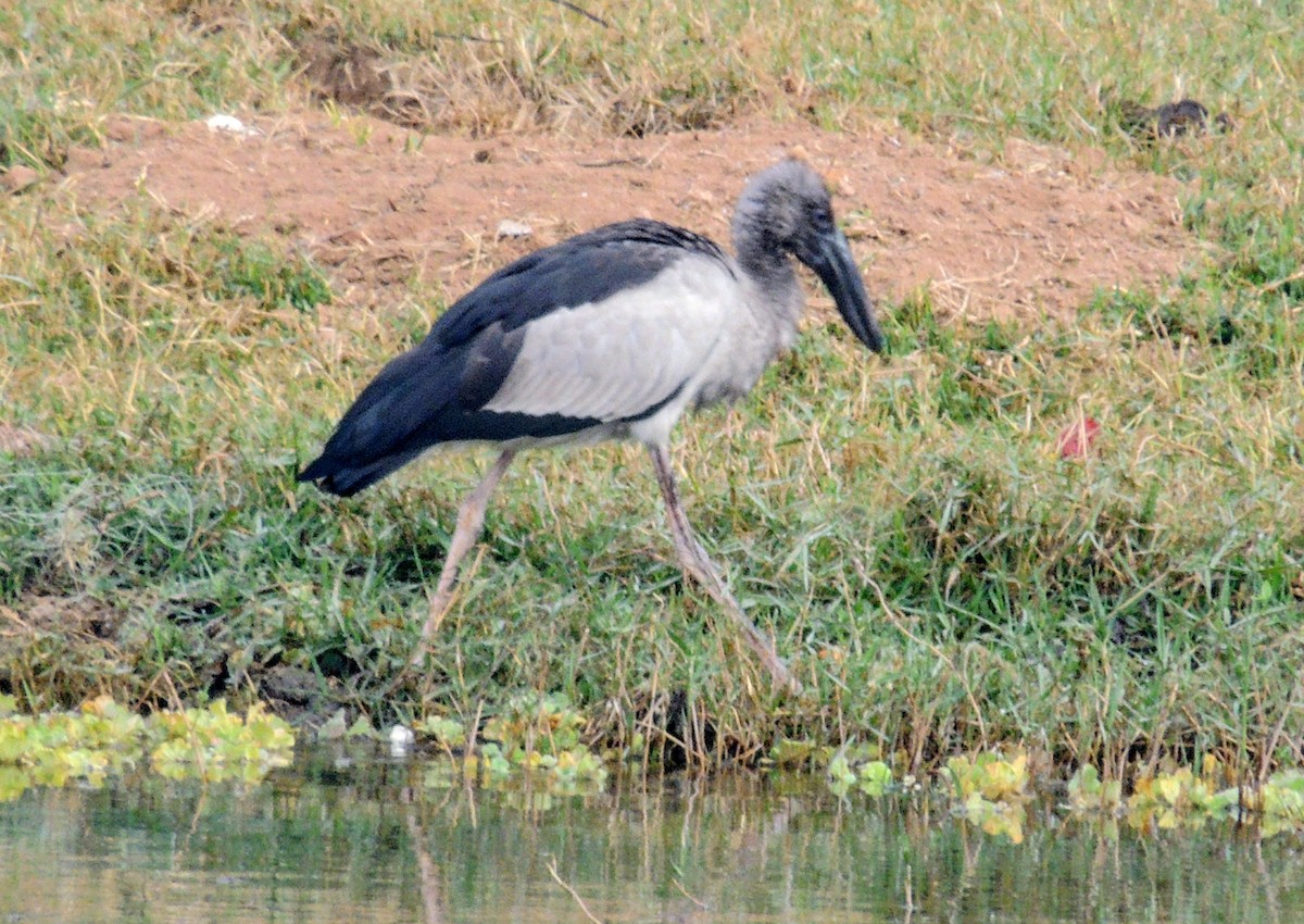 Asian Openbill - ML646031803