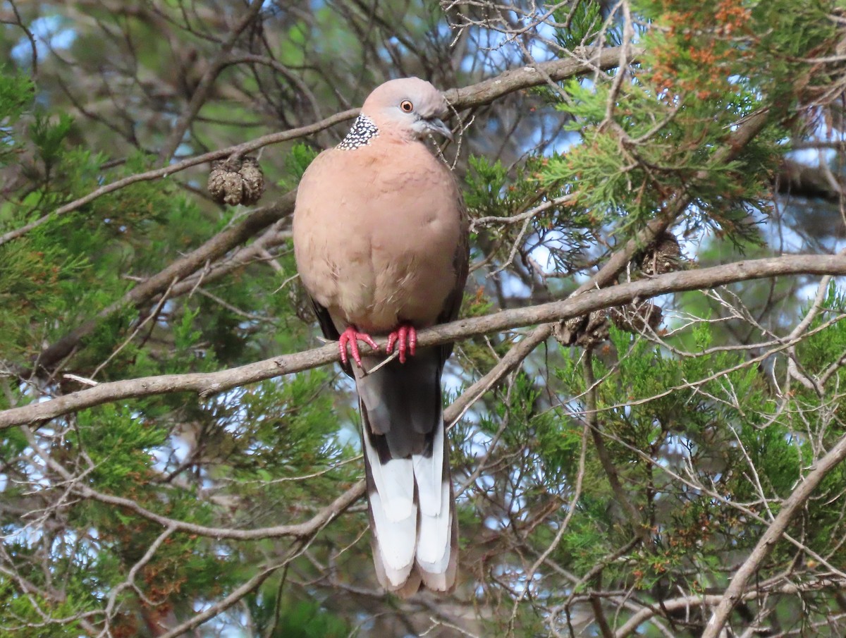 Китайская горлица - ML646031807