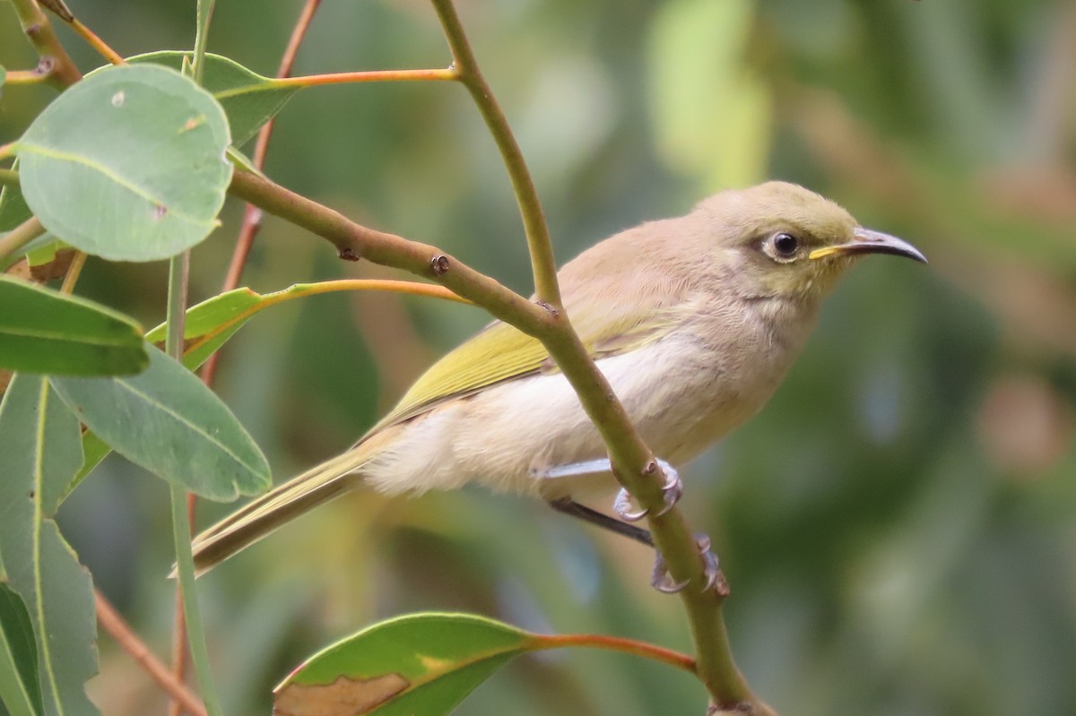 Brown Honeyeater - ML646031808