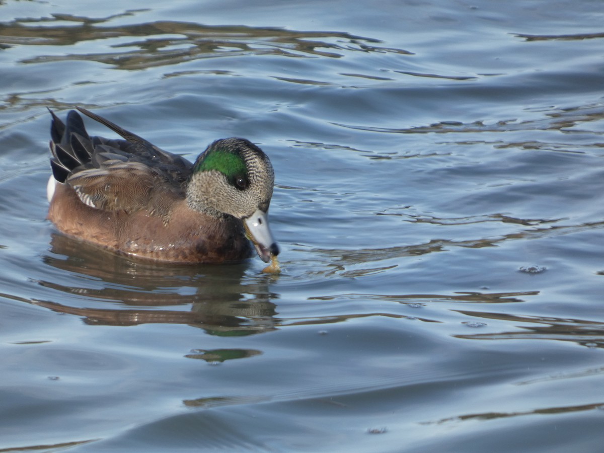 American Wigeon - ML646031810