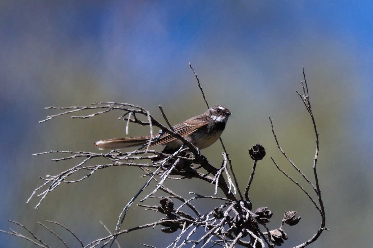 Серая веерохвостка - ML646031811