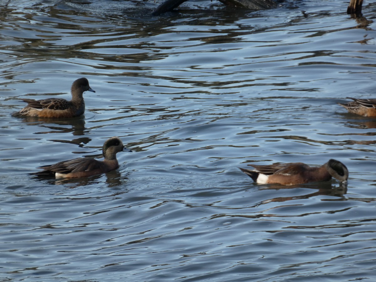 American Wigeon - ML646031812