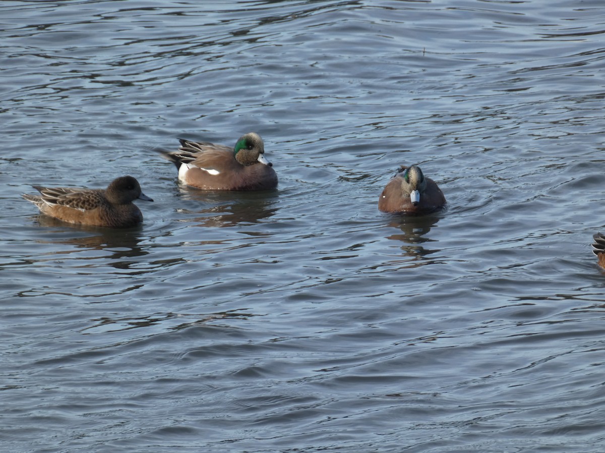 American Wigeon - ML646031814