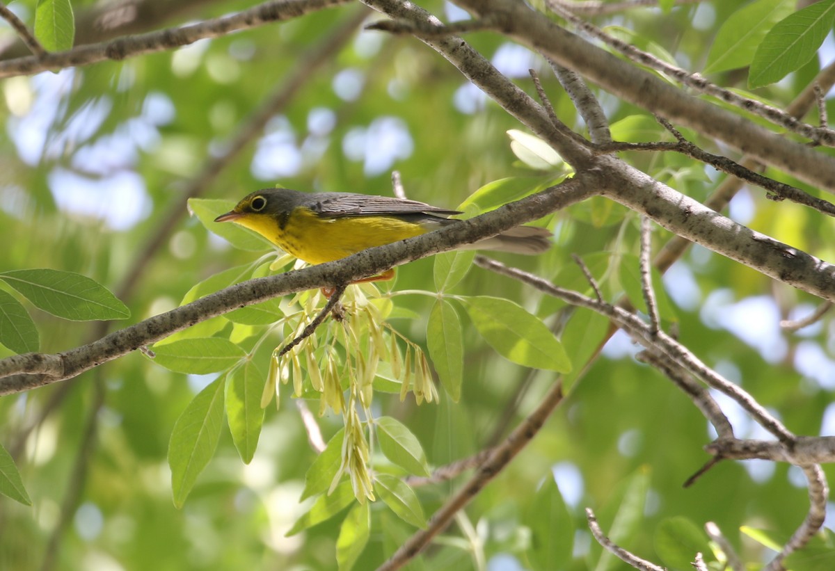 Canada Warbler - ML646031821