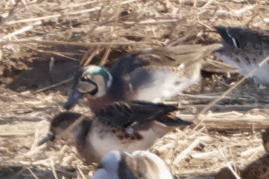 Baikal Teal - ML646031823