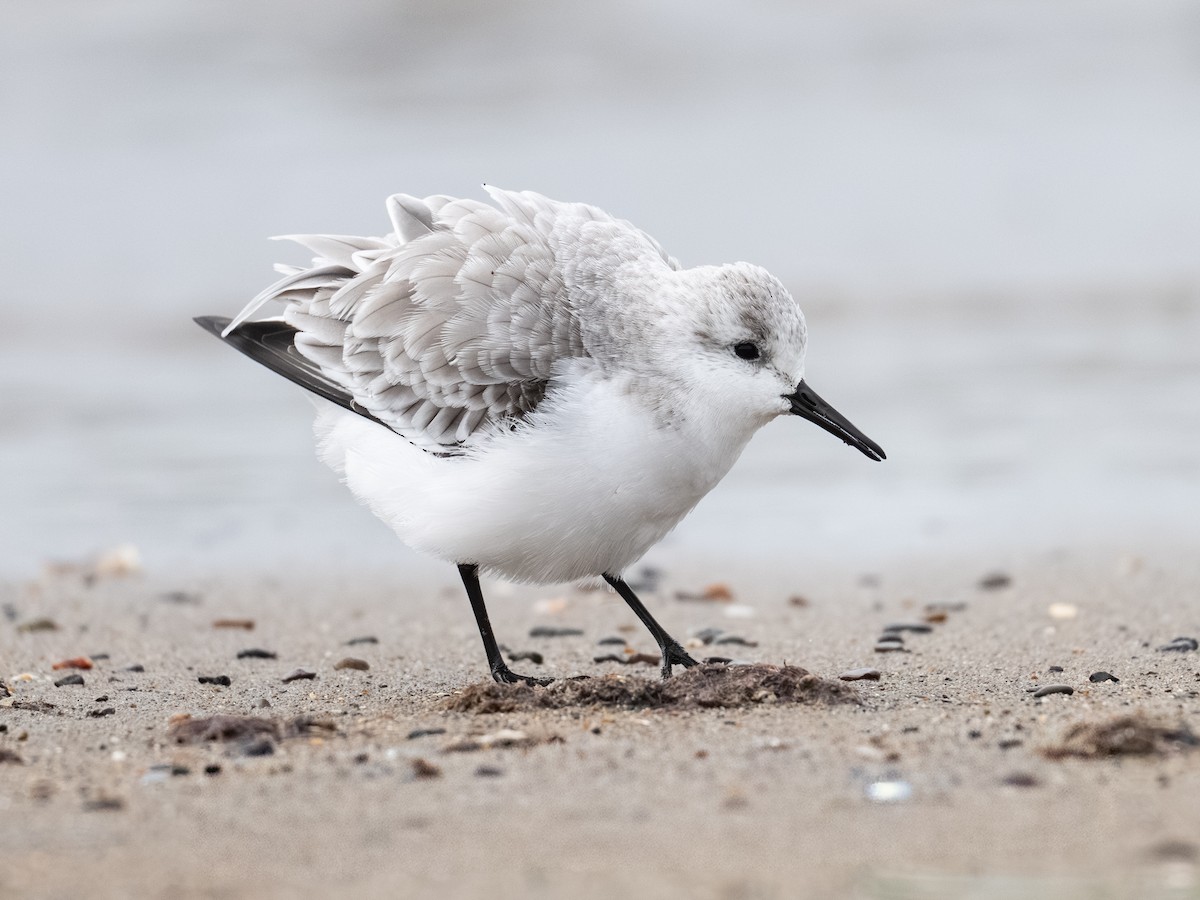 Sanderling - ML646031824