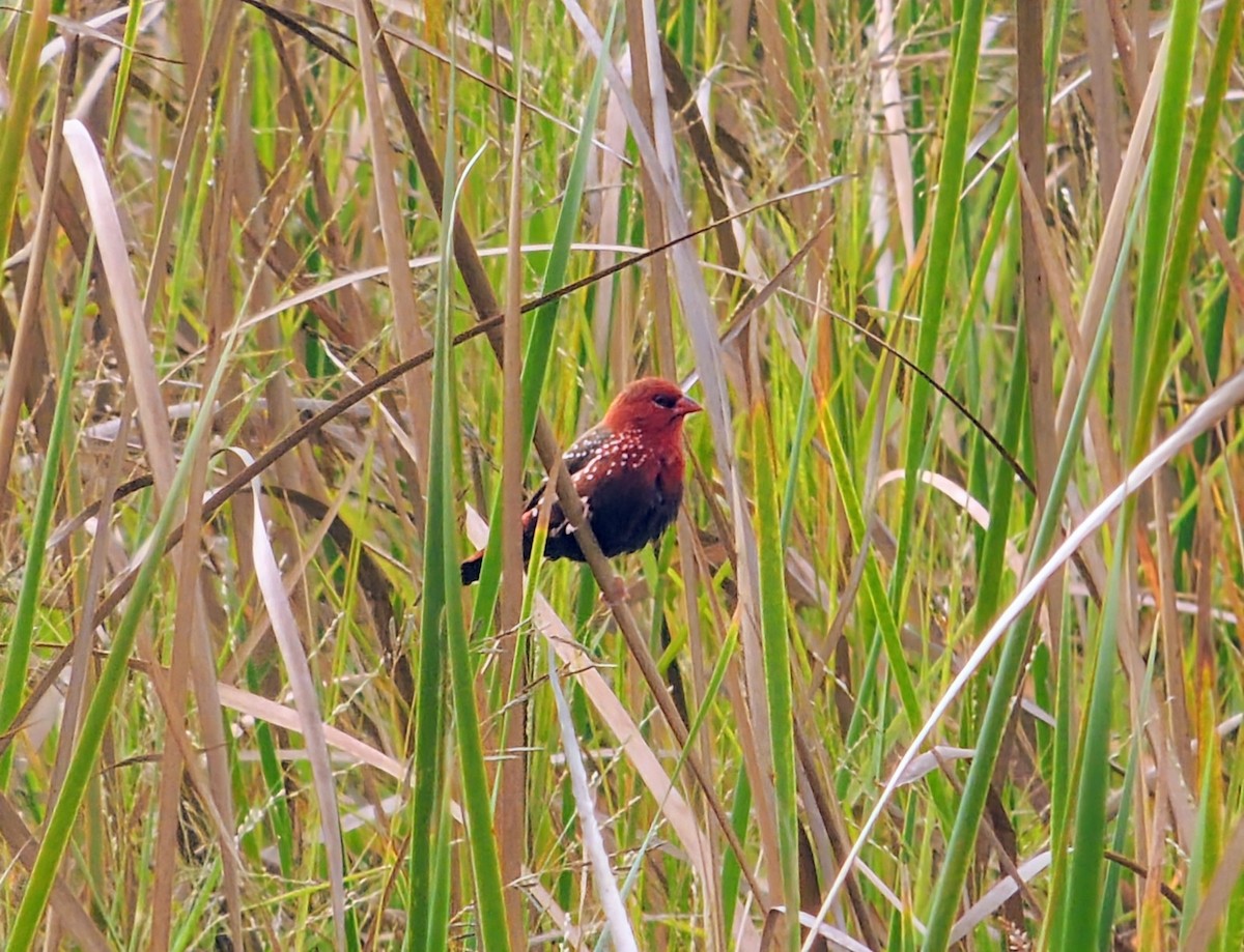 Red Avadavat - ML646031825