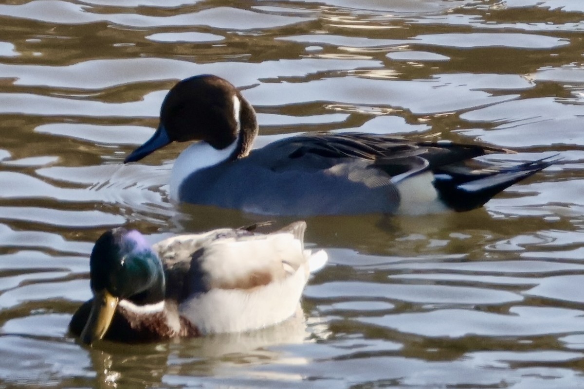 Northern Pintail - ML646031826