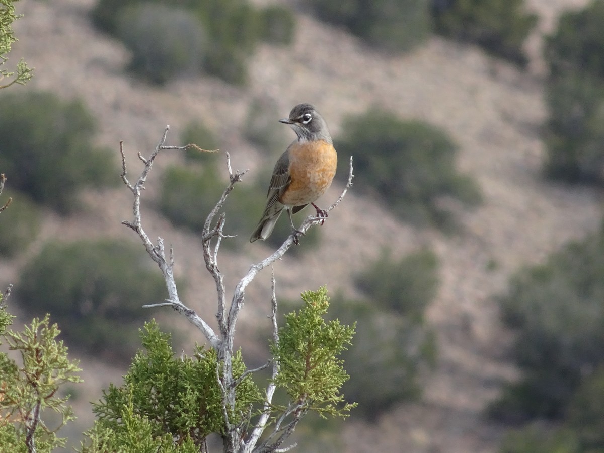 American Robin - ML646031827