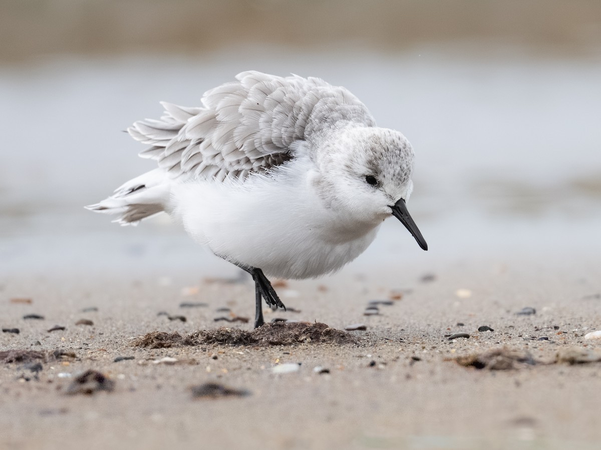 Песчанка - ML646031828