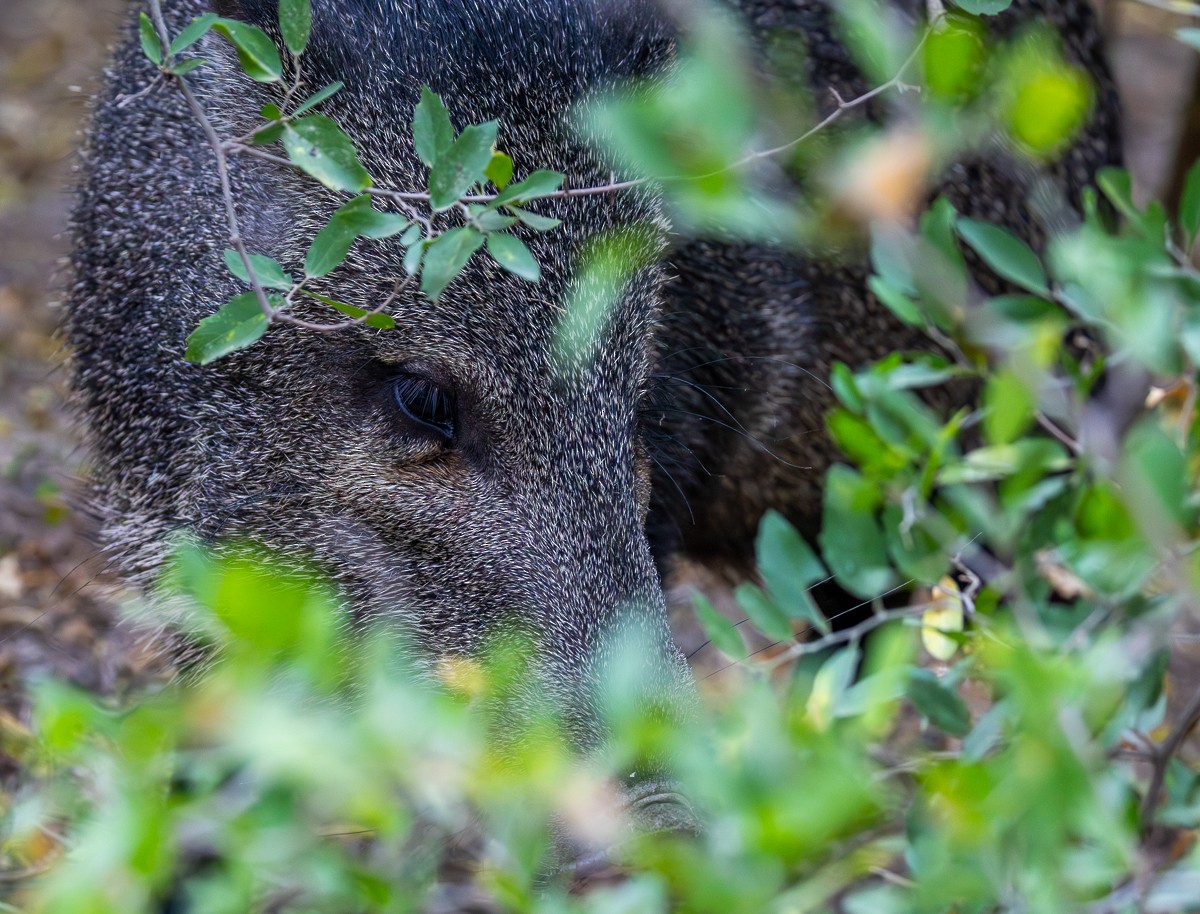 Animals - ML646031829