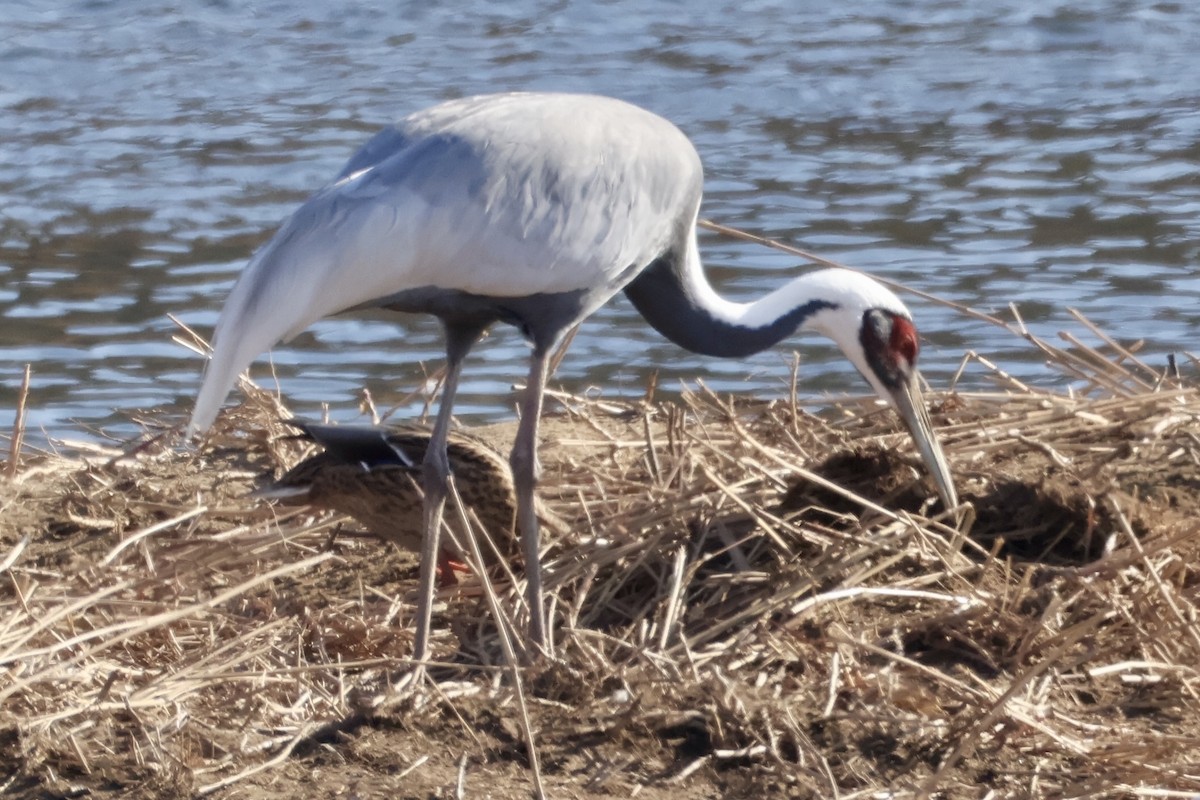 Даурский журавль - ML646031830