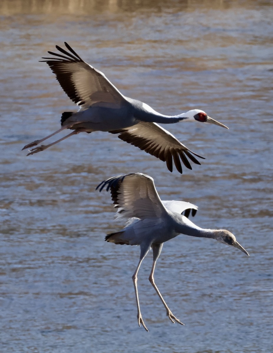 Даурский журавль - ML646031832