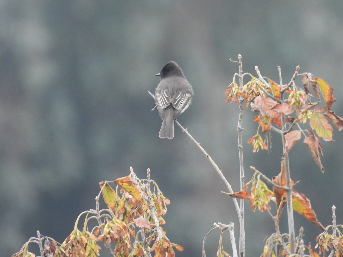 Чёрный фиби - ML646031833