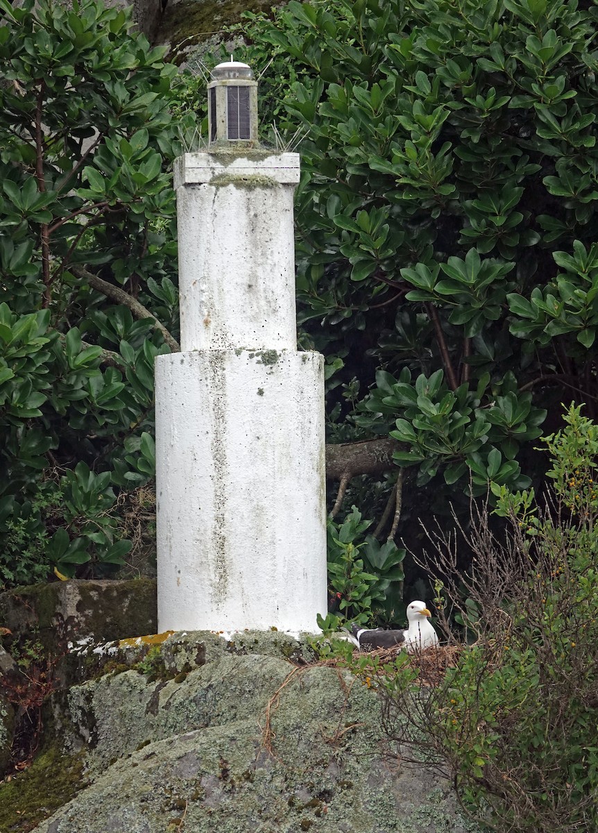 Доминиканская чайка - ML646031834