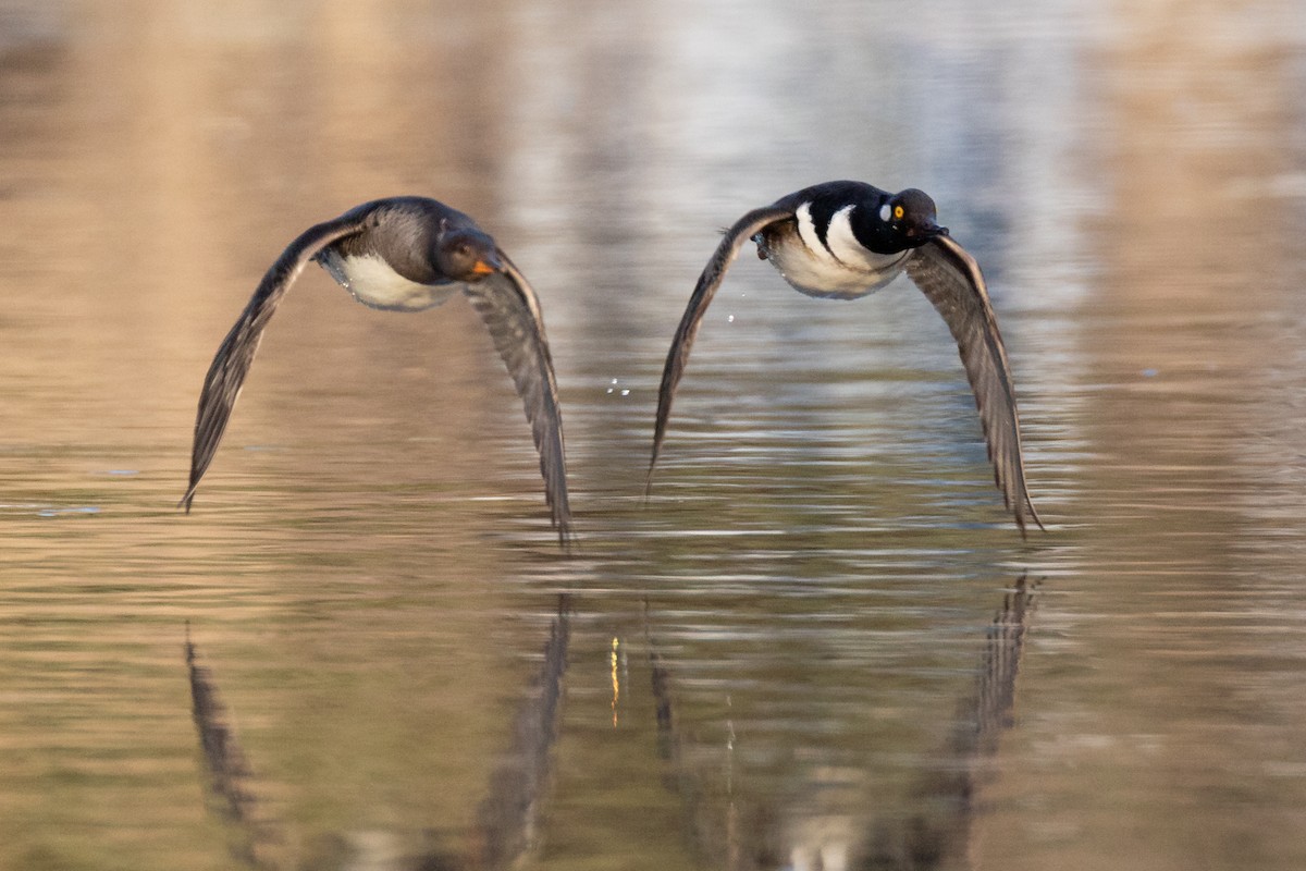 Капюшоновый крохаль - ML646031835