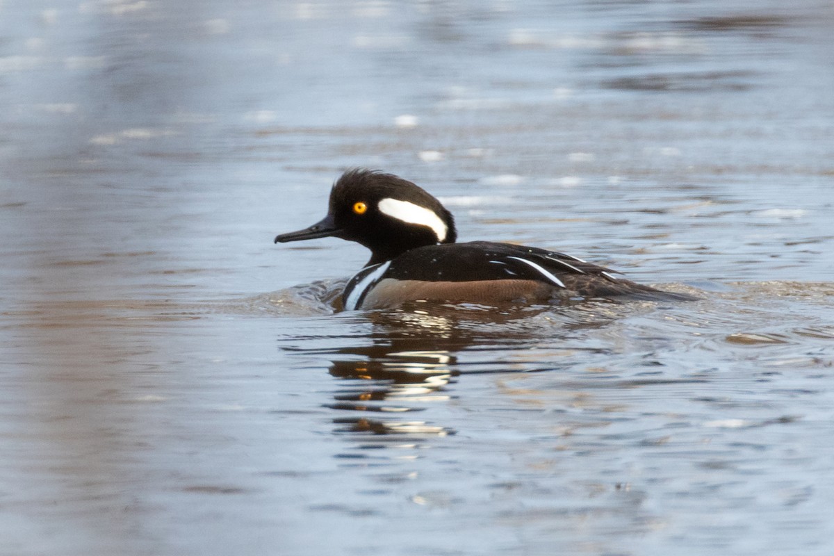 Капюшоновый крохаль - ML646031837
