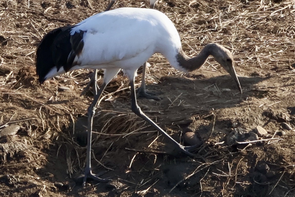 Японский журавль - ML646031841