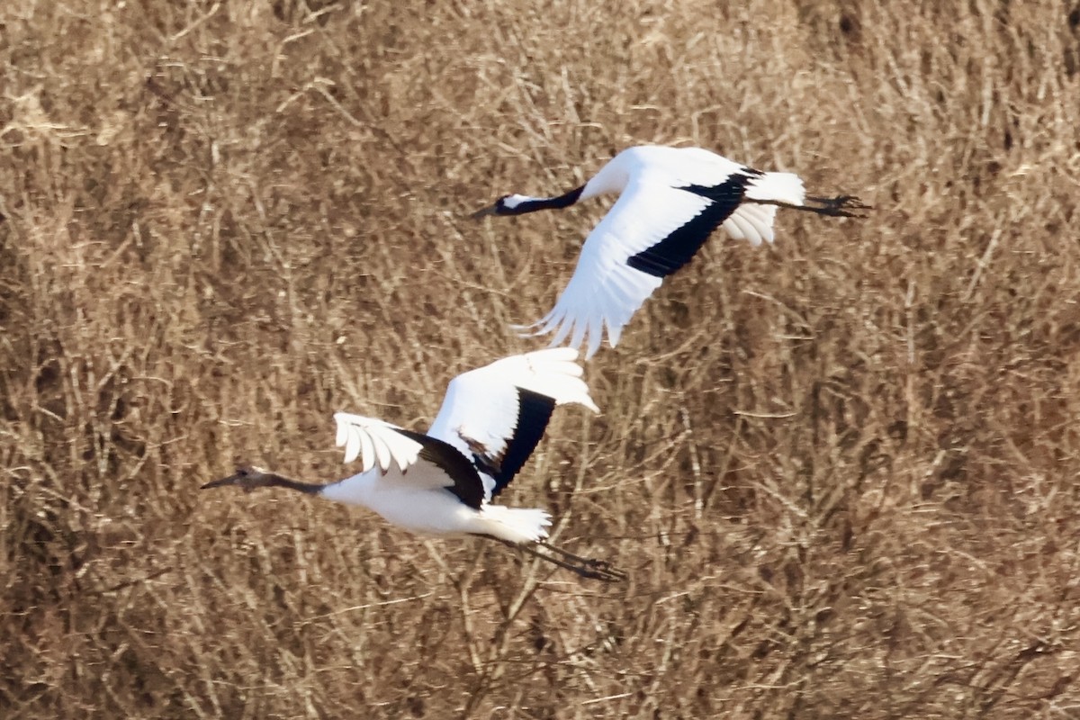 Японский журавль - ML646031843