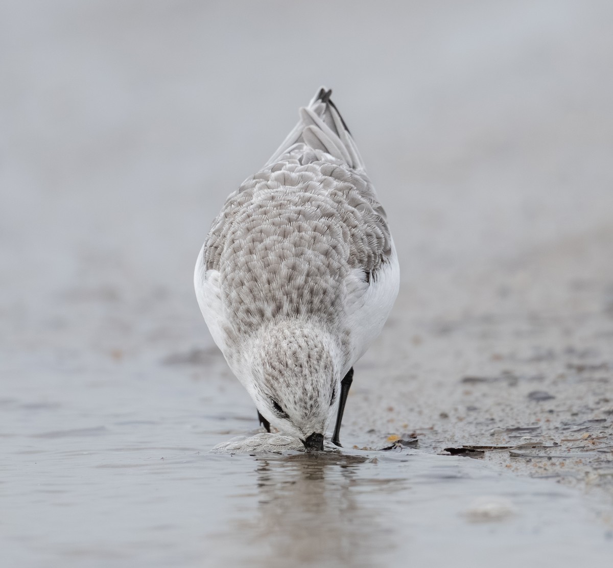 Песчанка - ML646031844