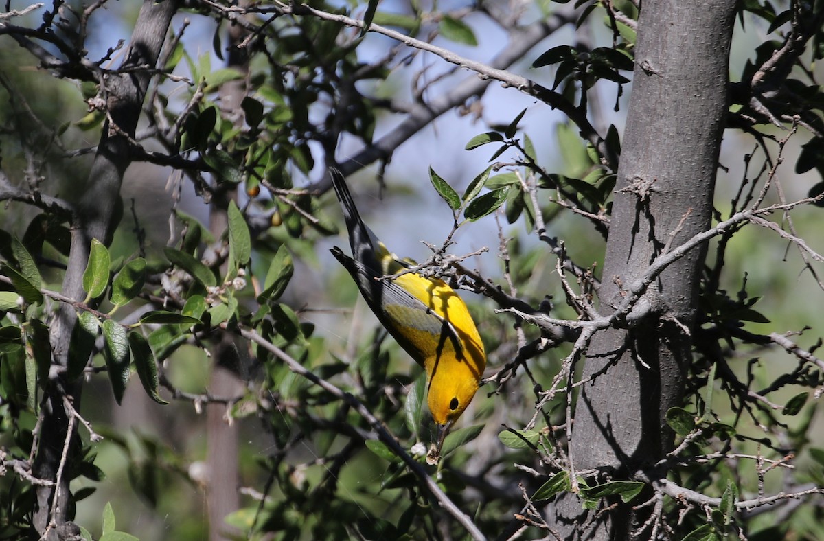 Лимонная червеедка - ML646031845