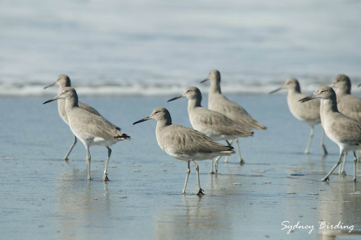 Перепончатопалый улит - ML646031848