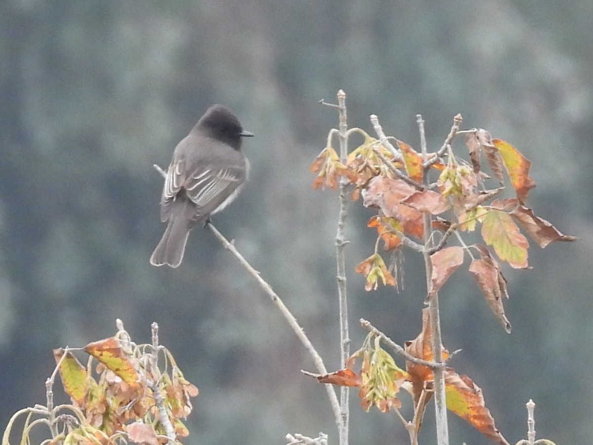 Чёрный фиби - ML646031849