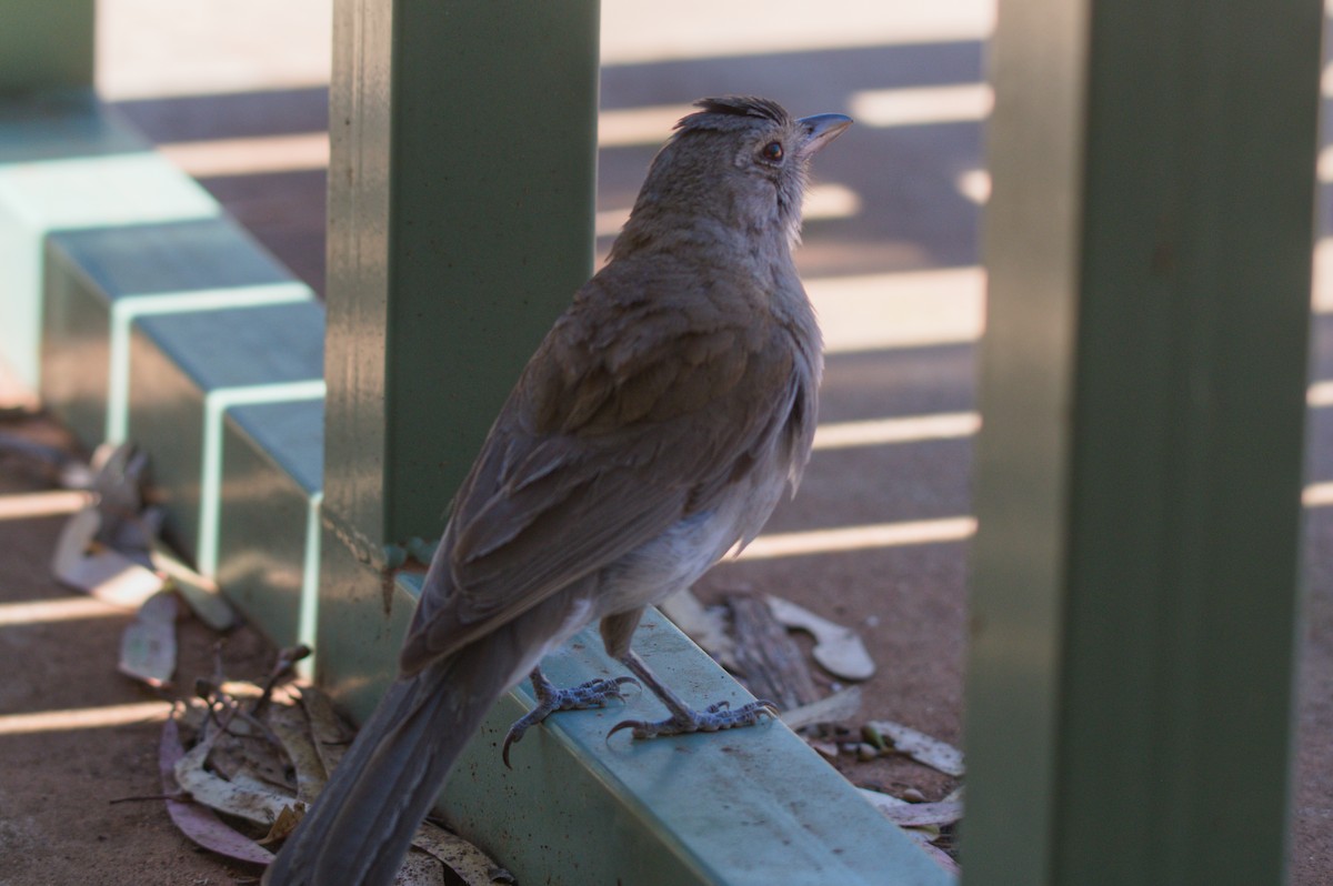 Siffleur gris - ML646031850