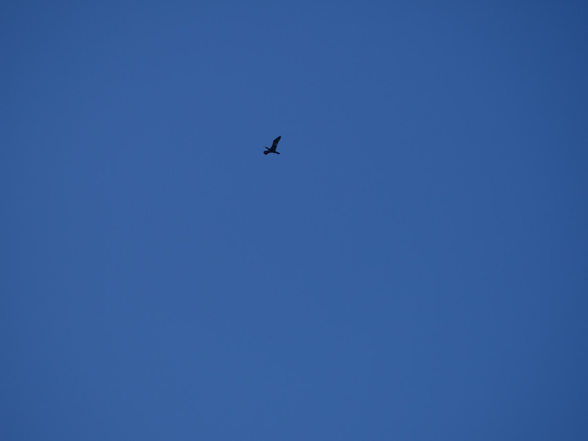 Большой баклан - ML646031851