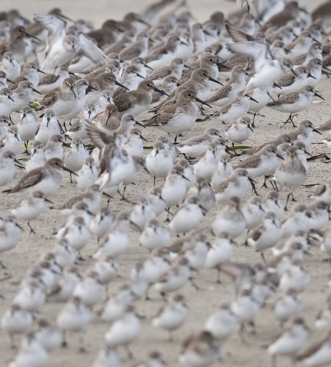 Чернозобик - ML646031854