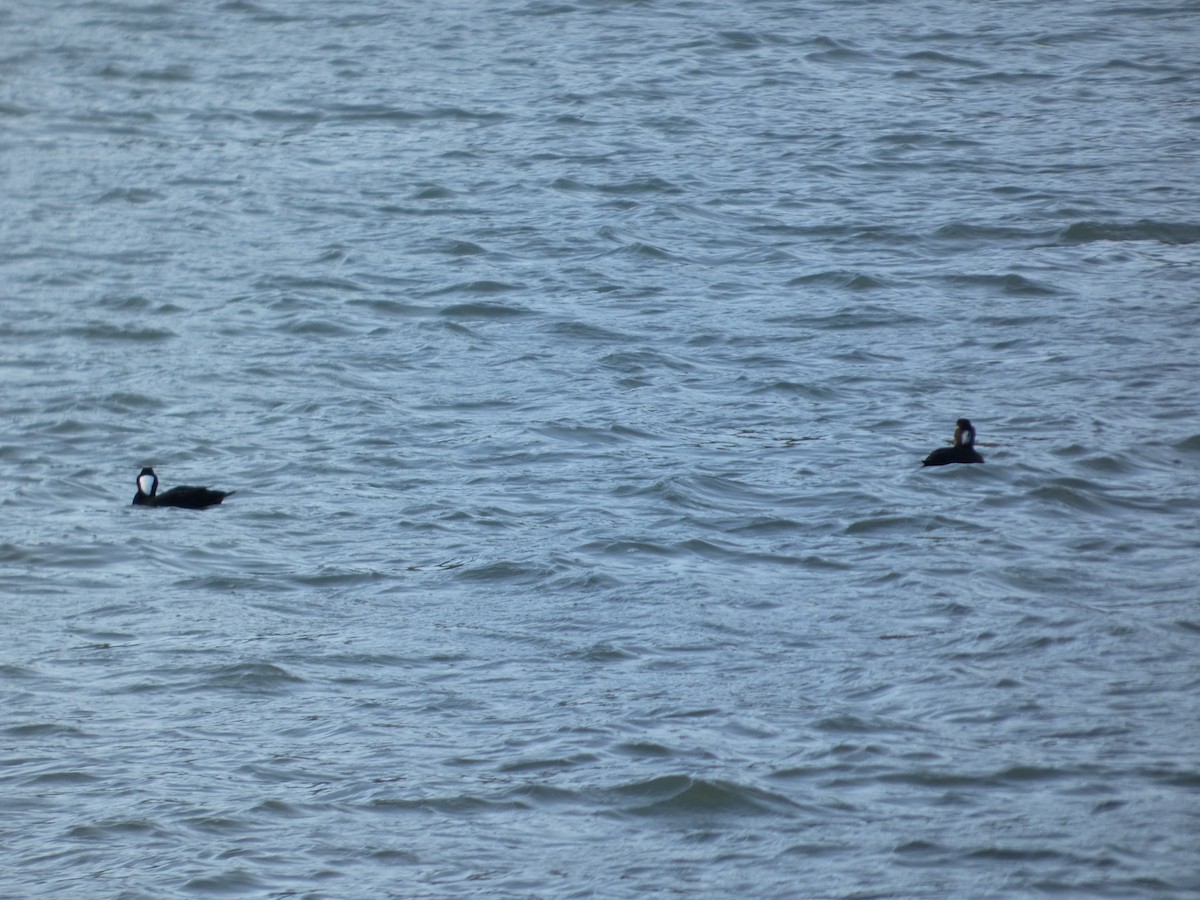 Пестроносый турпан - ML646031857