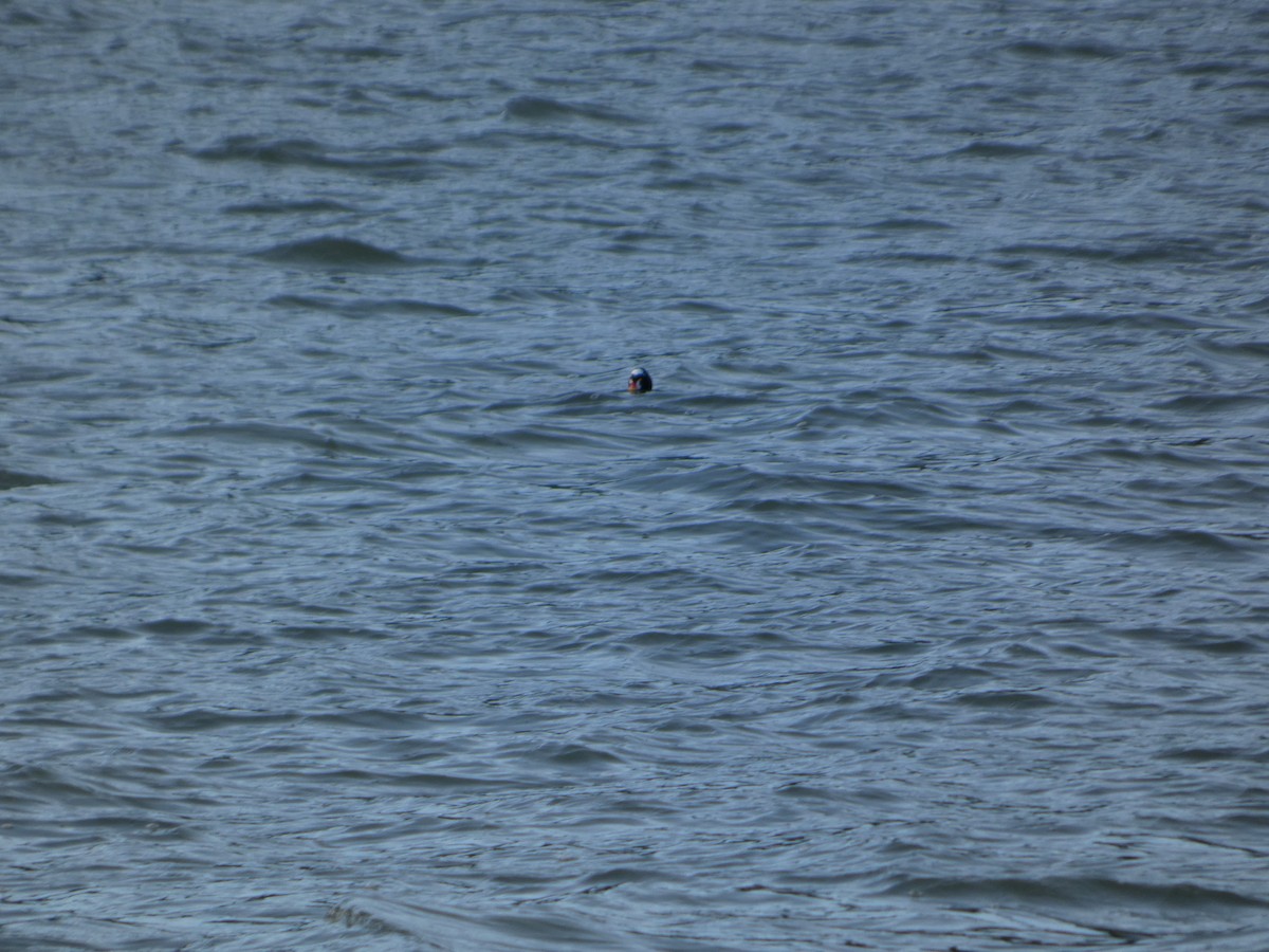 Пестроносый турпан - ML646031858