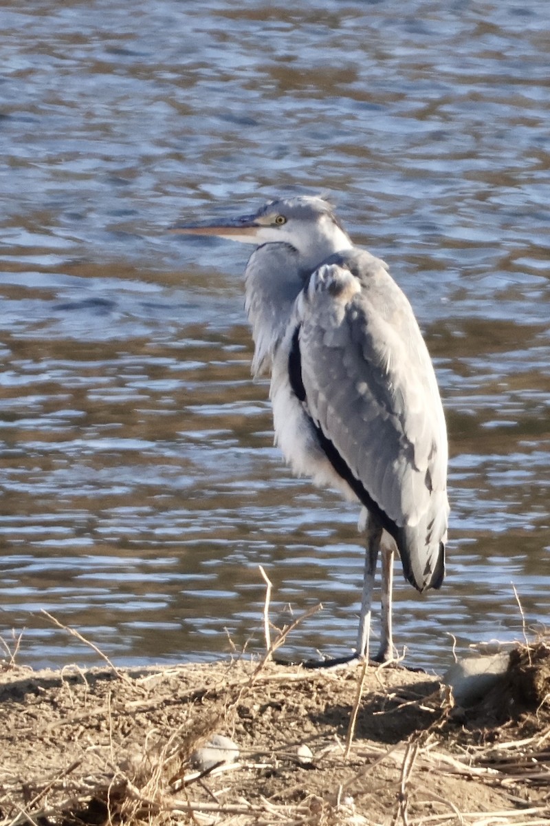 Серая цапля - ML646031859