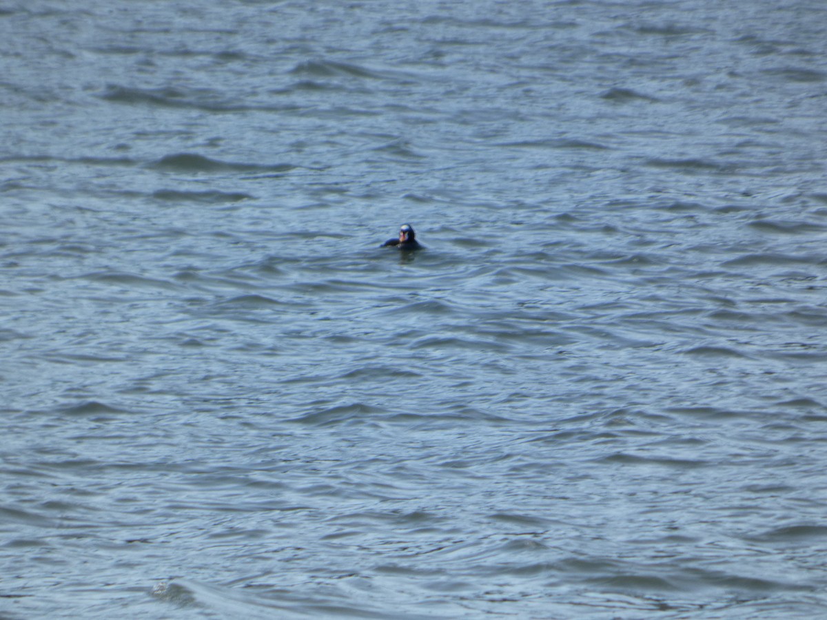 Пестроносый турпан - ML646031860