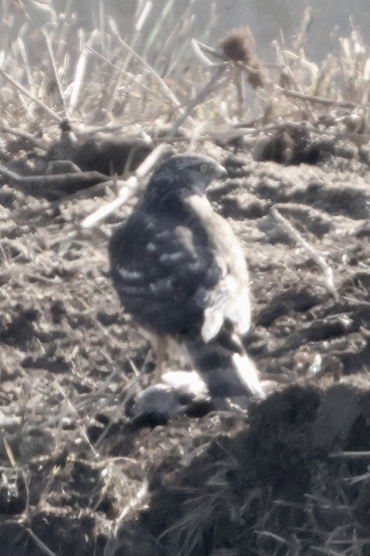 Тетеревятник - ML646031861