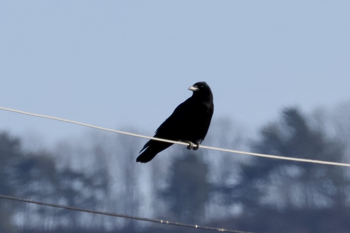 Грач - ML646031864