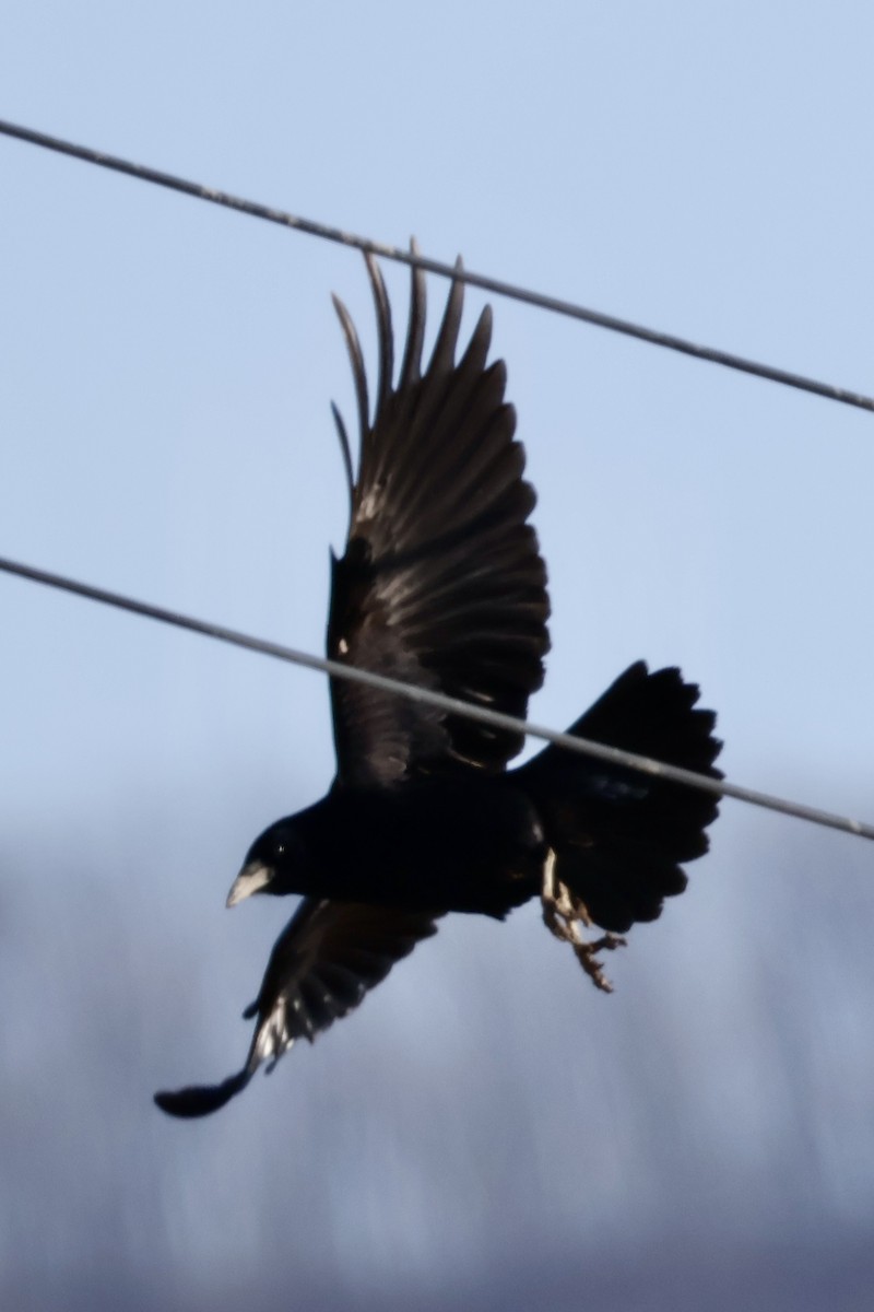 Грач - ML646031865