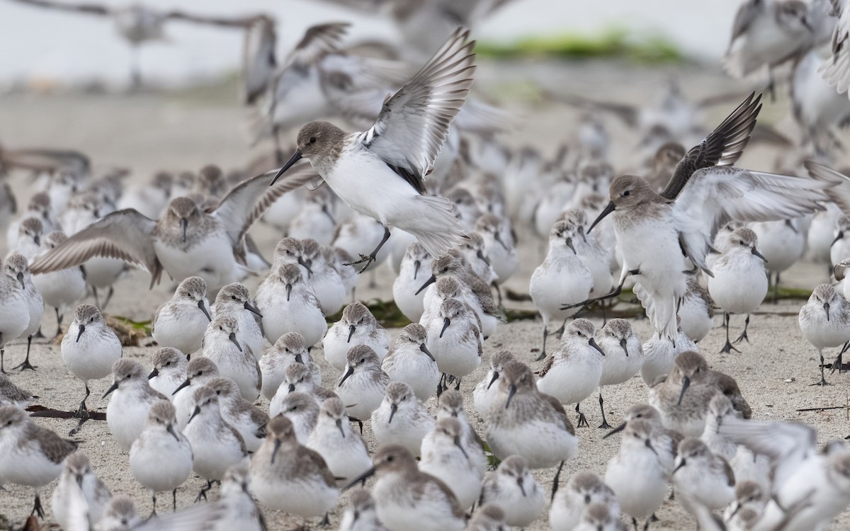 Чернозобик - ML646031866