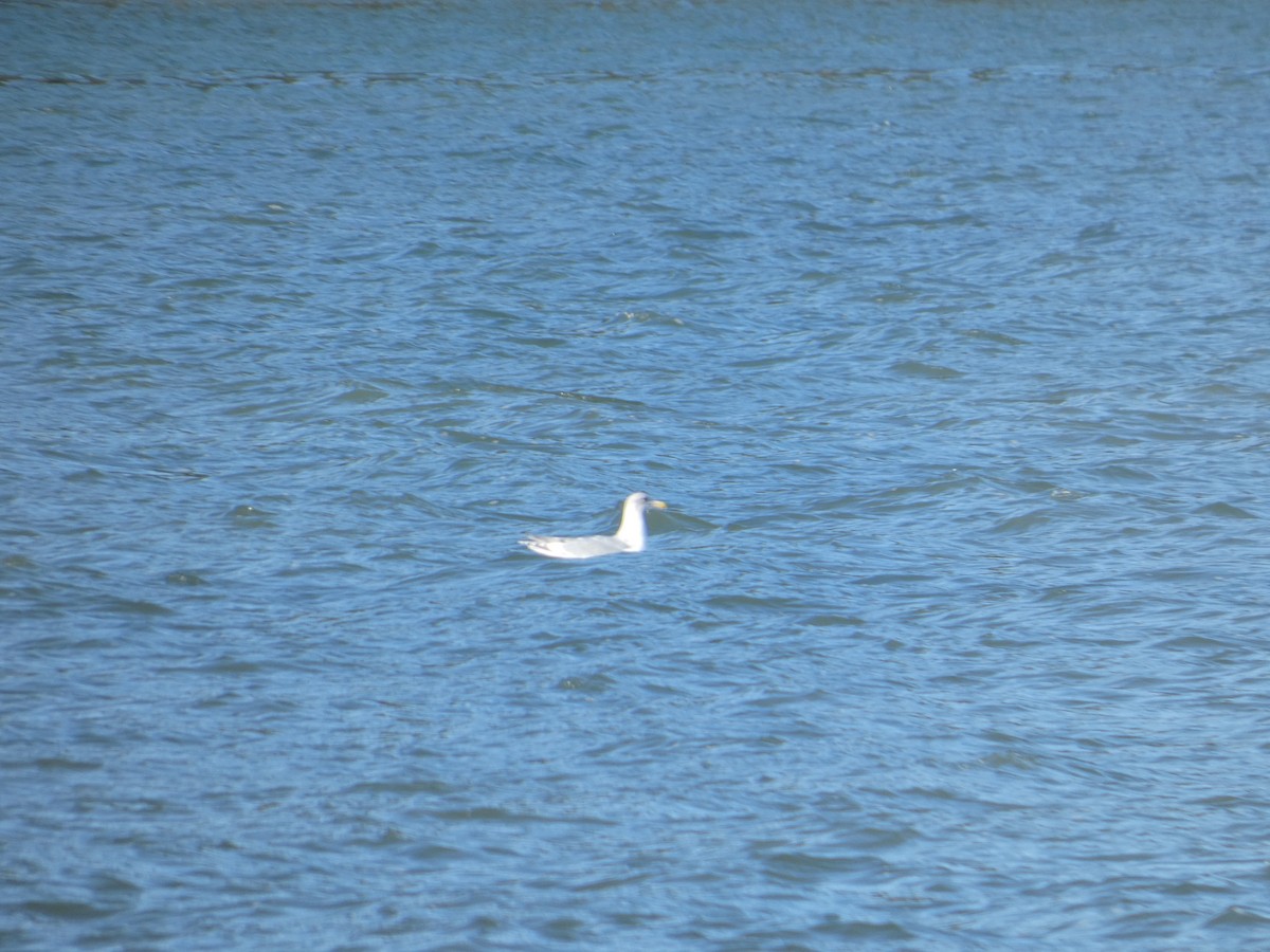 Серокрылая чайка - ML646031868