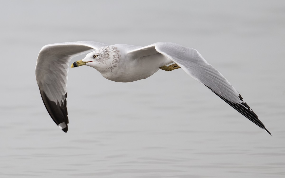 Делавэрская чайка - ML646031869