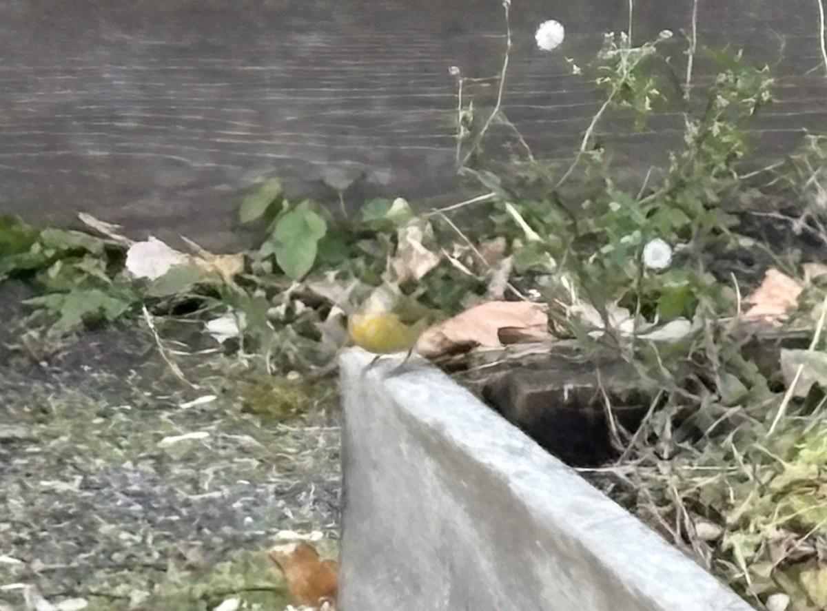 Красношапочная древесница - ML646031870