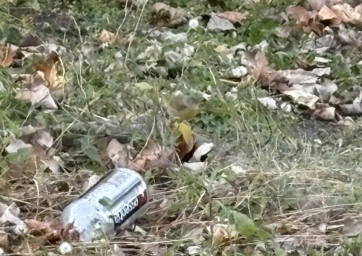 Красношапочная древесница - ML646031871