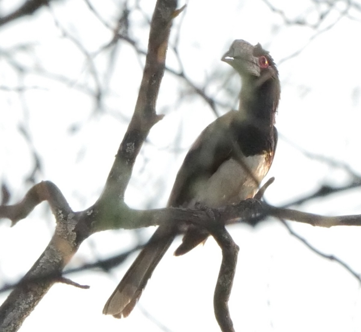 Шлеморог-трубач - ML646031872