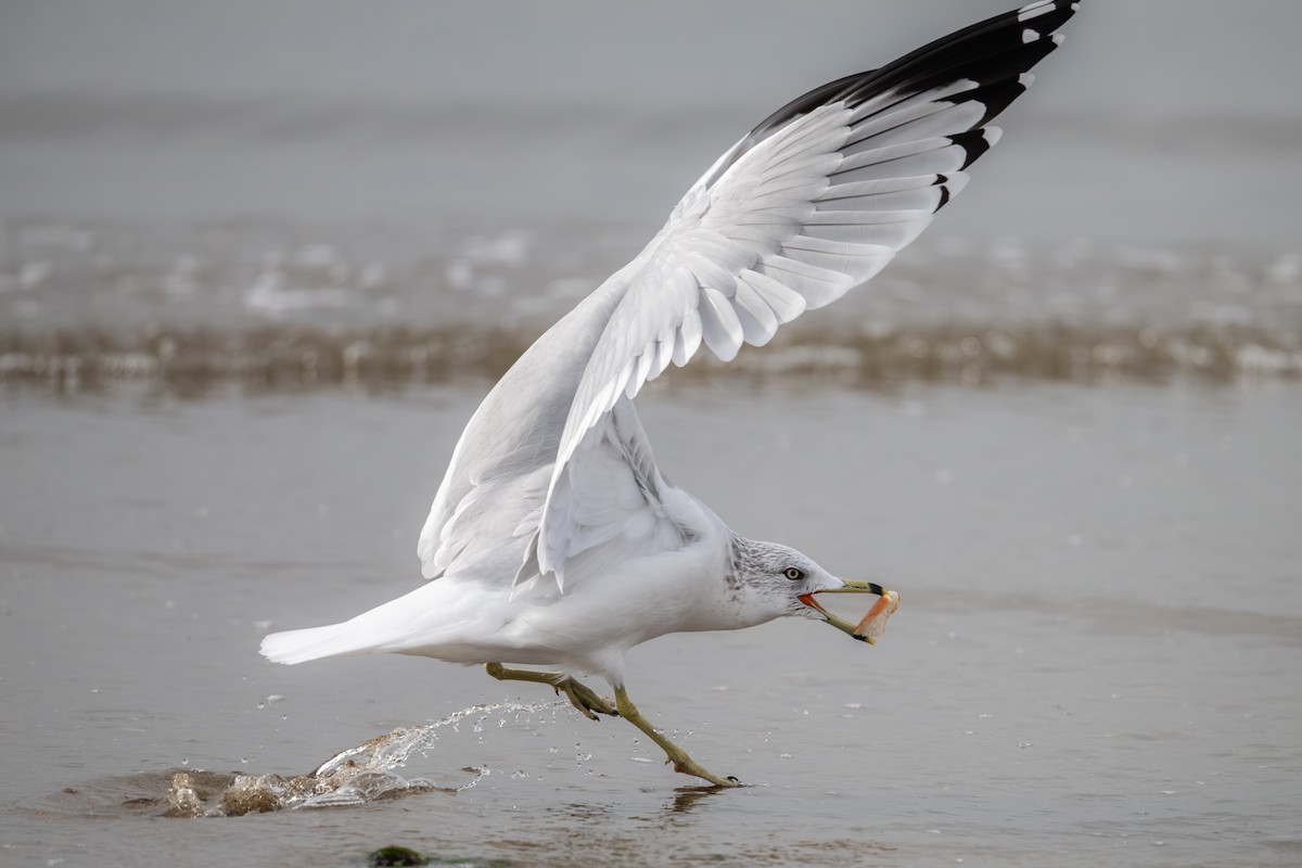 Делавэрская чайка - ML646031873