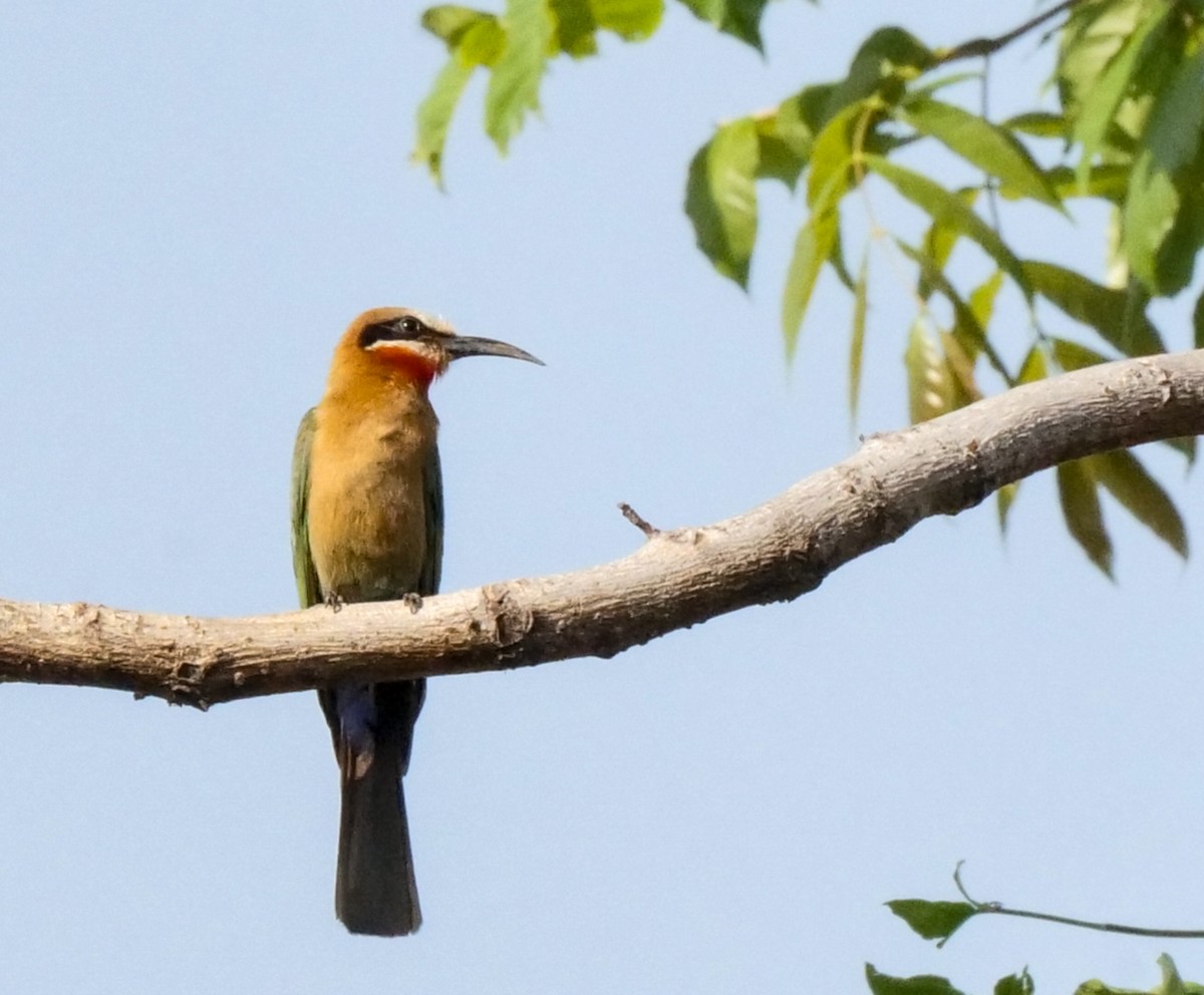 Белолобая щурка - ML646031874