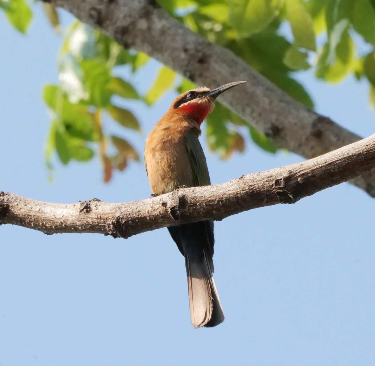 Белолобая щурка - ML646031875