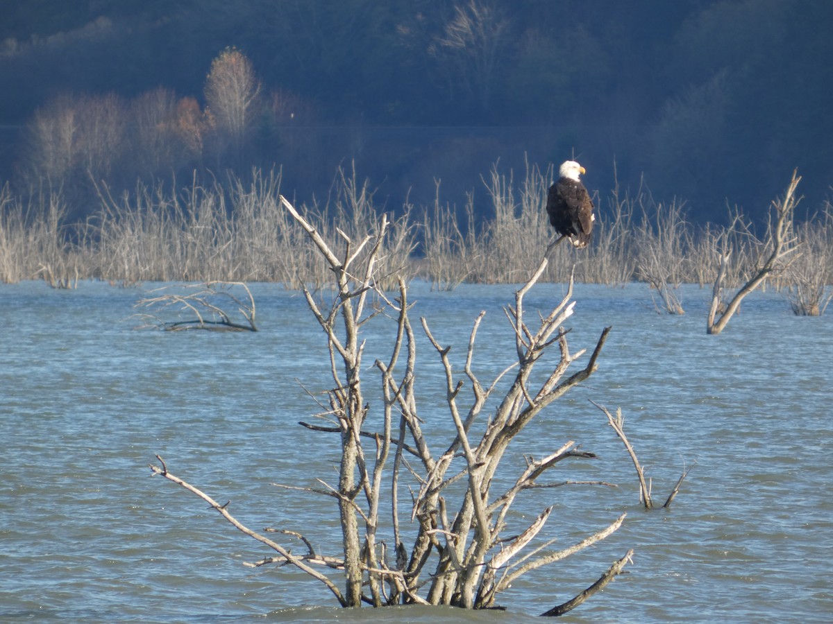 Белоголовый орлан - ML646031876