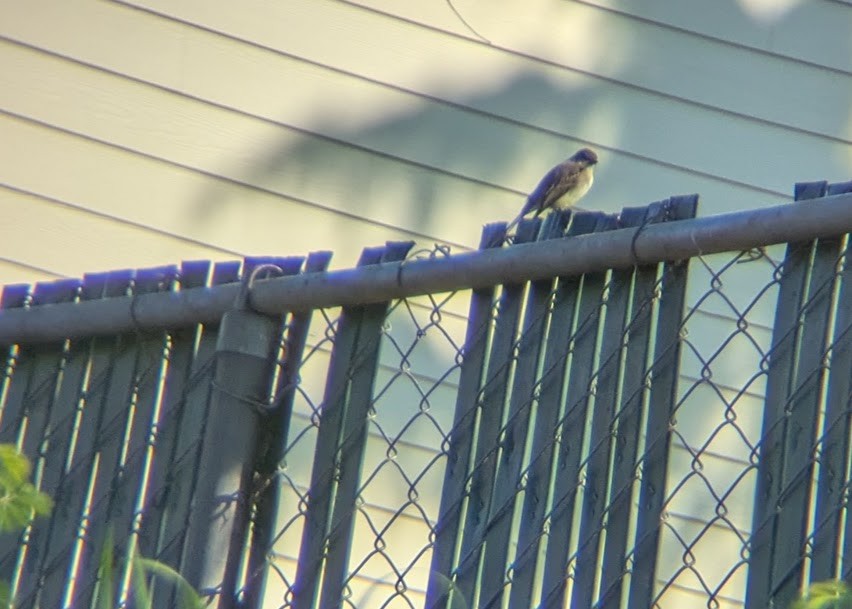 Eastern Phoebe - ML646031877
