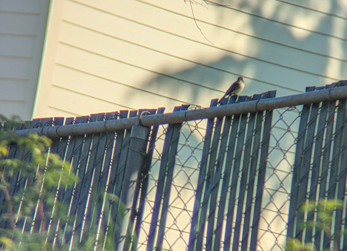 Eastern Phoebe - ML646031878
